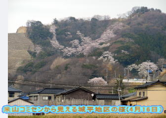米山コミセンから見える城平地区の桜(4月16日） 
