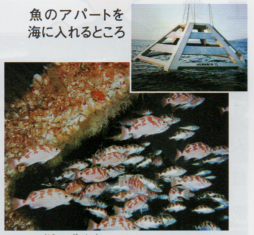 相川沖の漁場に集まるウスメバル.png