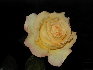 rose2