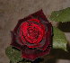 rose3