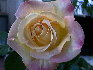 rose4