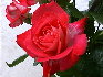 rose5