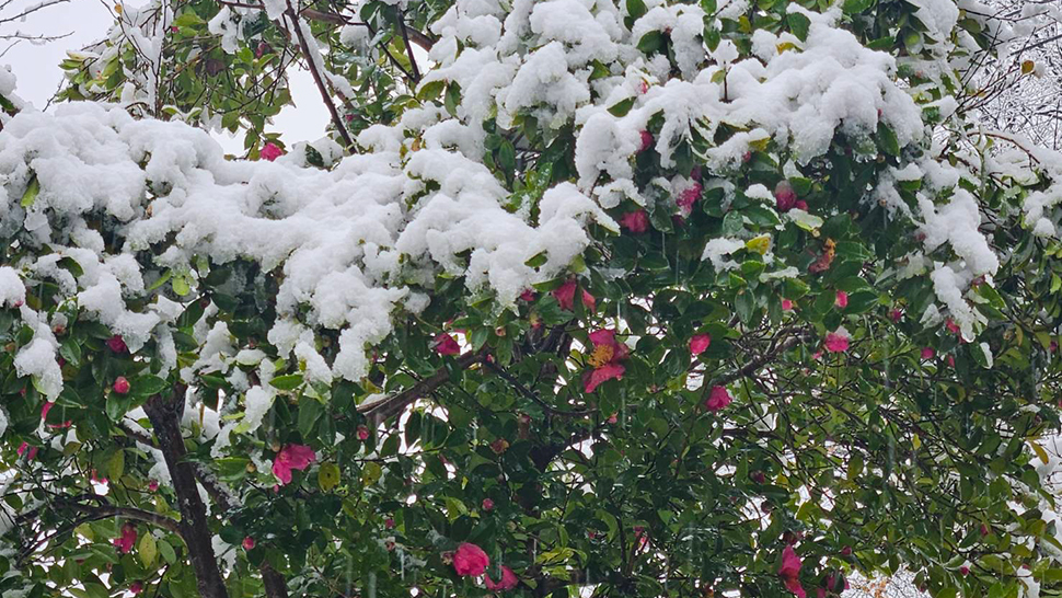 サザンカ(山茶花)に雪帽子 サザンカ(山茶花)に雪帽子