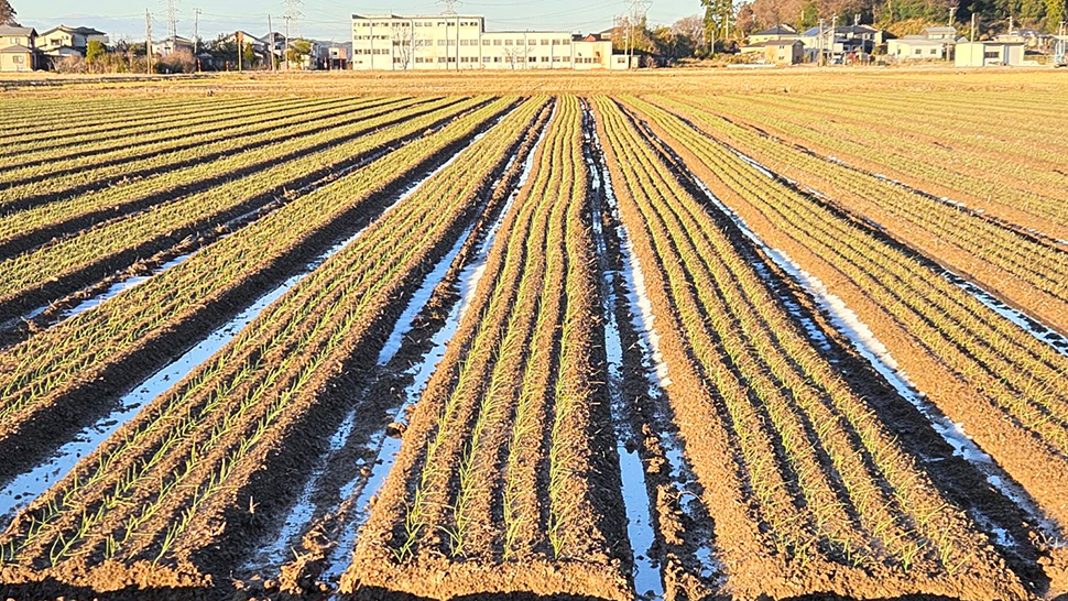 玉ねぎ畑 春が楽しみ! 玉ねぎ畑 春が楽しみ!