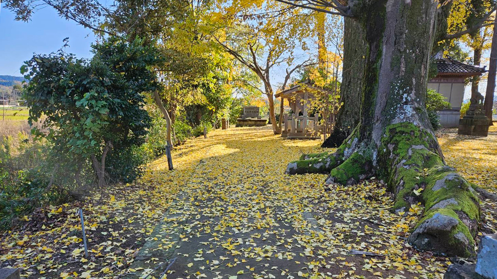 銀杏の葉の絨毯(11月下旬) 銀杏の葉の絨毯(11月下旬)