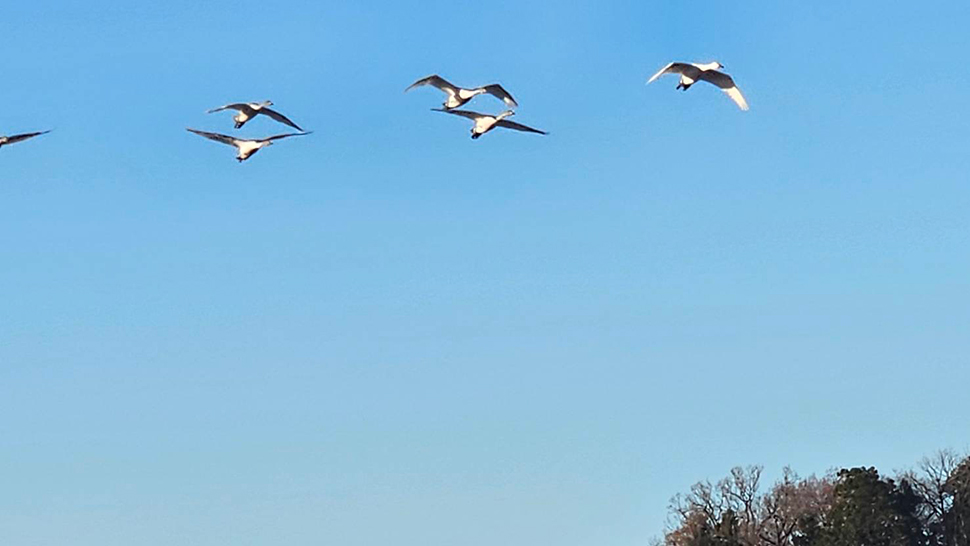 仲間に入れて! 仲間に入れて!