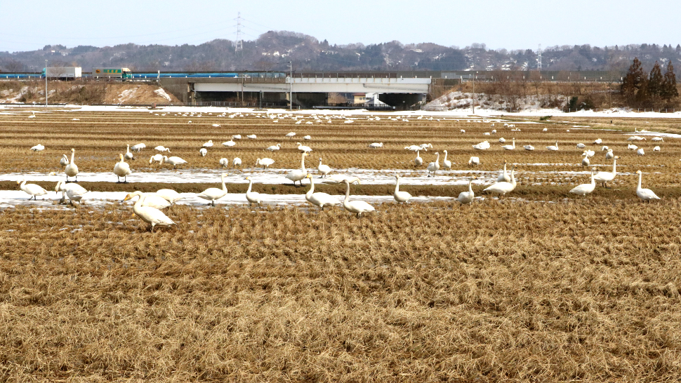 もうすぐ旅立ち！来年も待ってるよ～