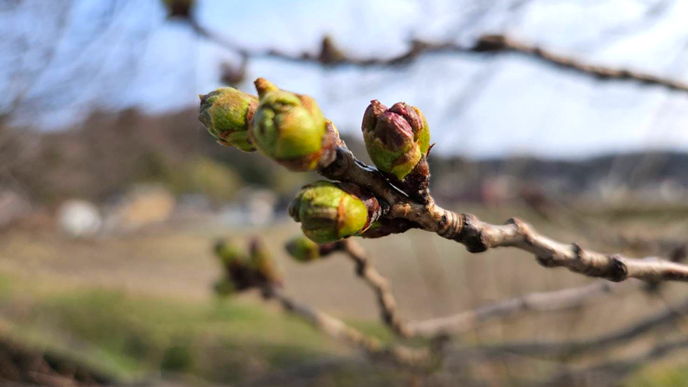3月30日コミセン桜