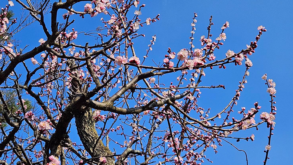梅の花