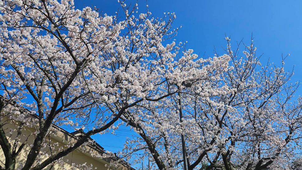 4月6日コミセン桜