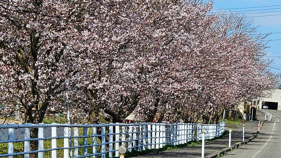 4月6日桜満開