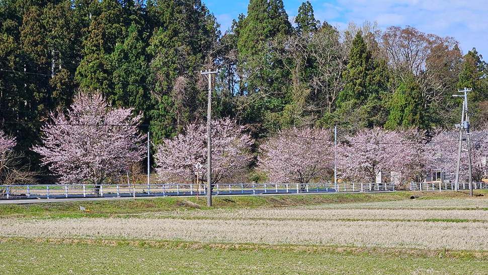 桜のある風景