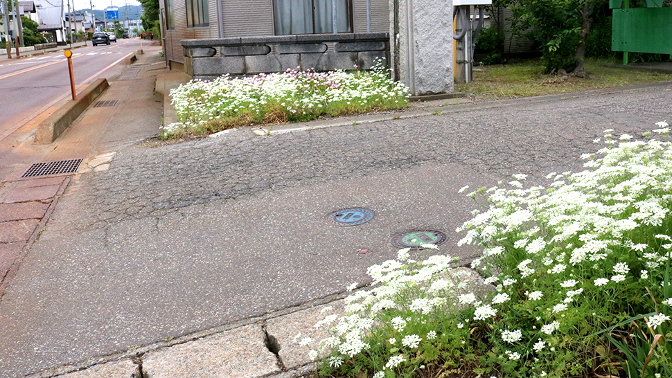 白い花でお出迎え