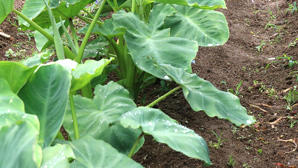 雨をもらってこれから成長