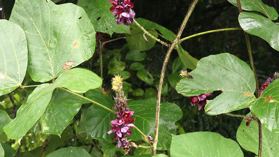 くずの花
